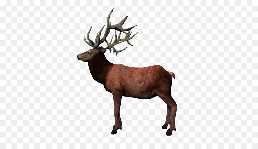 Rusa，Rusa Kutub PNG