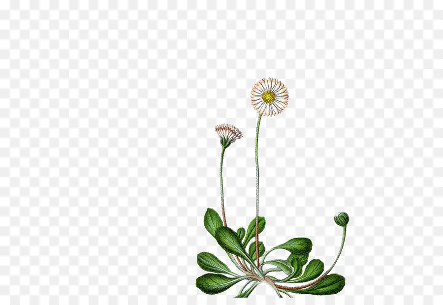 Daisy Umum，Bunga PNG