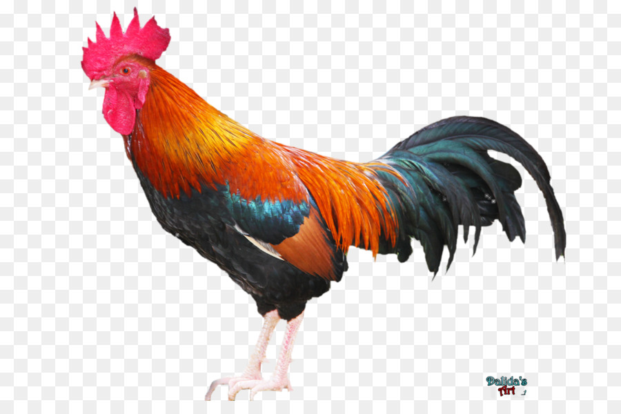 Ayam，Ayam Sisir PNG