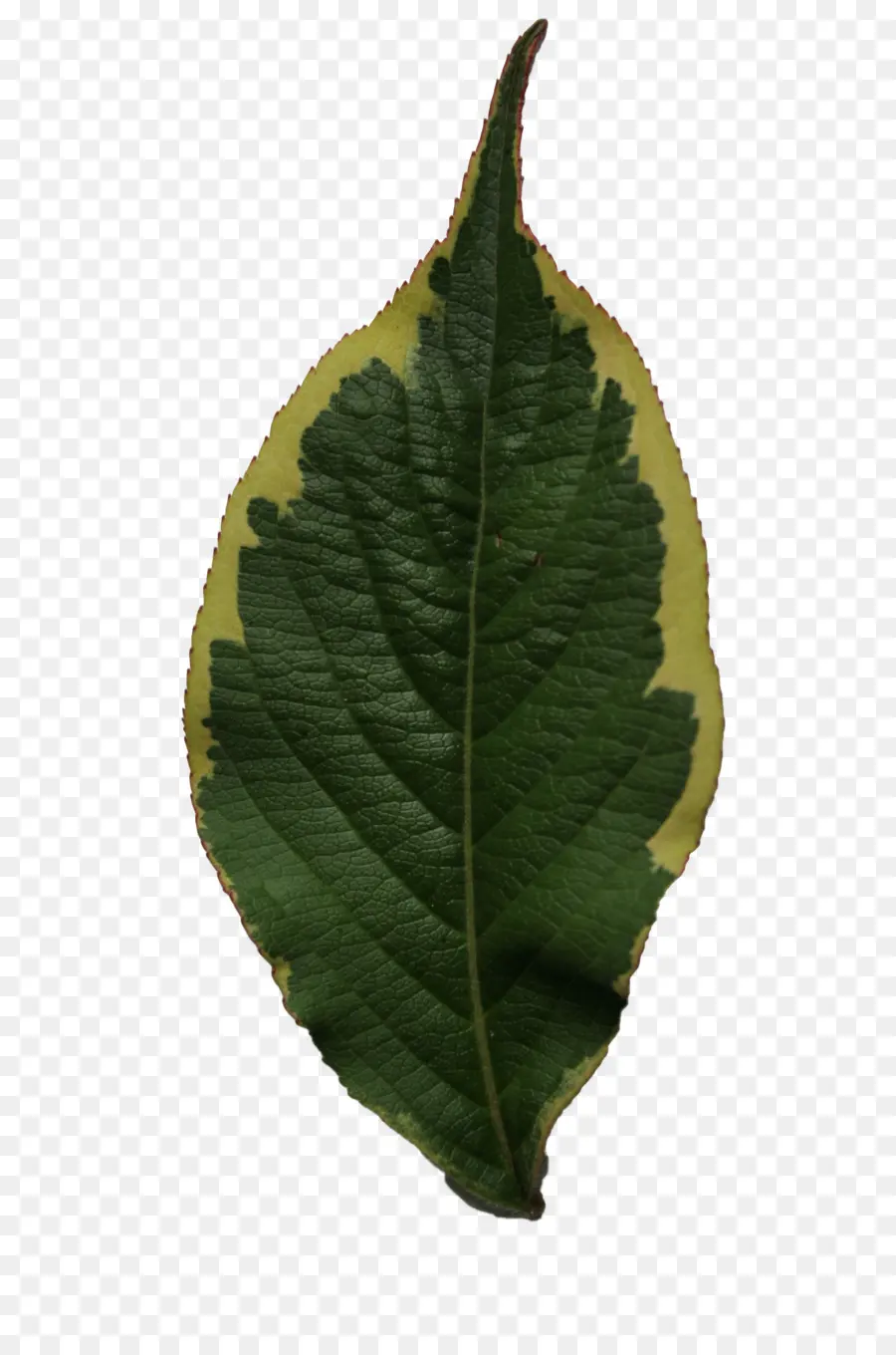 Pabrik，Daun PNG