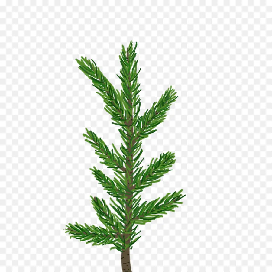 Pinus，Pohon PNG