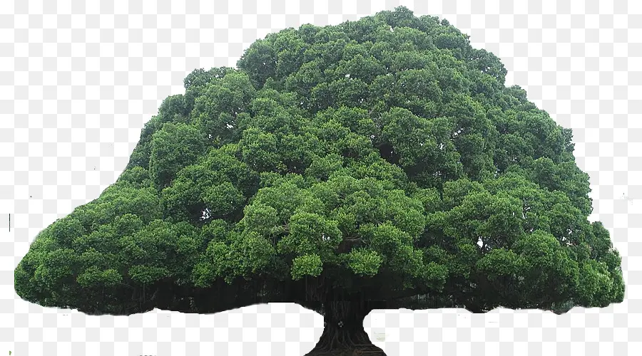 Pohon，Kebun PNG