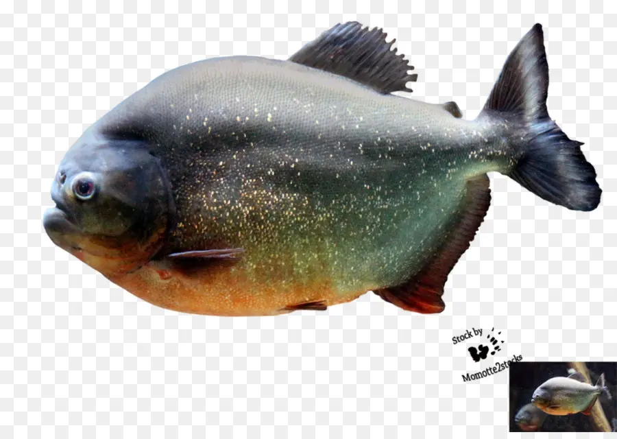 Piranha，Ikan PNG