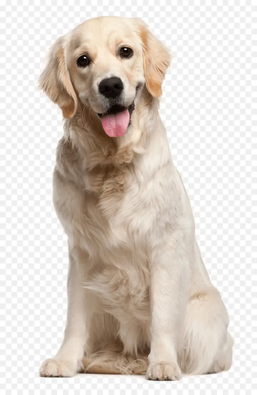 Anjing Golden Retriever，Anjing PNG