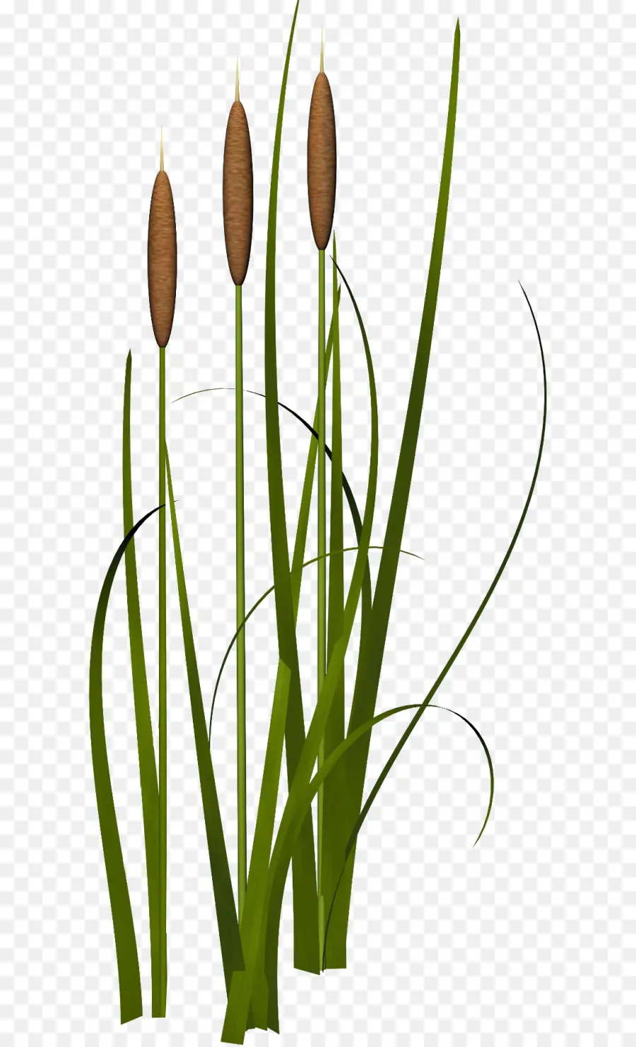 Cattail，Alang Alang PNG