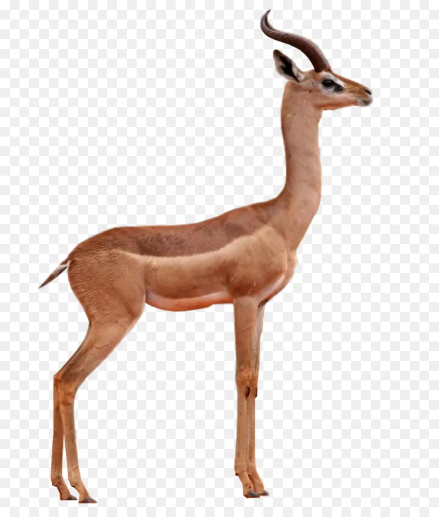 Kijang，Gazelle PNG