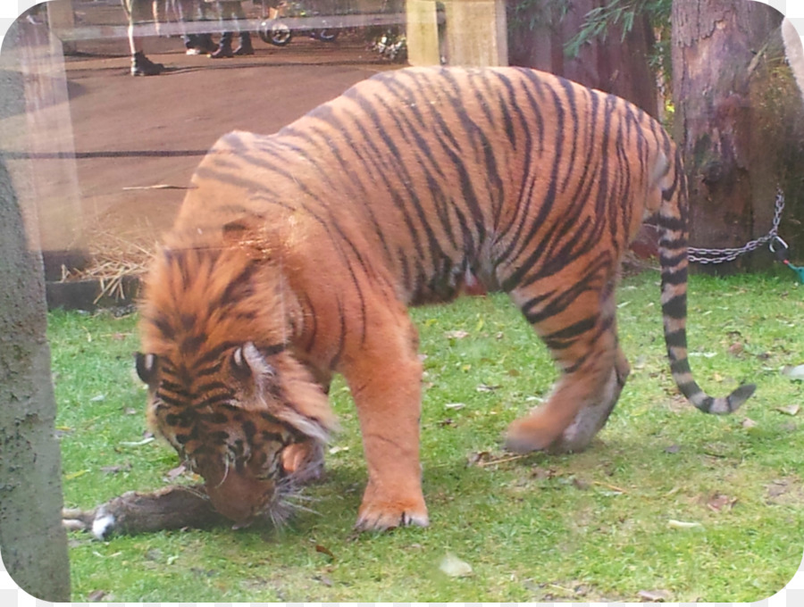 Harimau，Kebun Binatang PNG