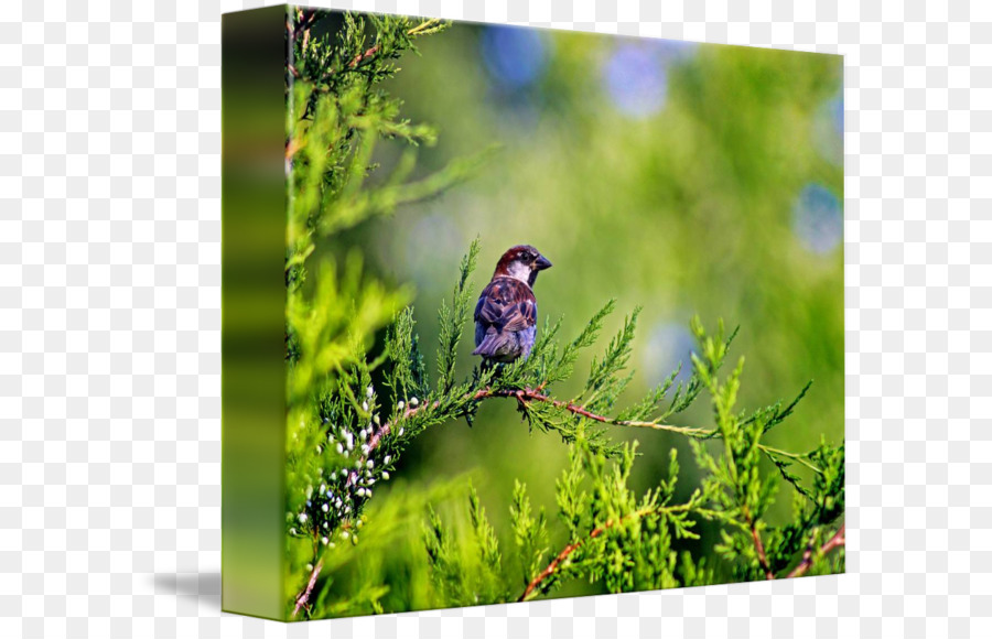 Finch，Burung PNG