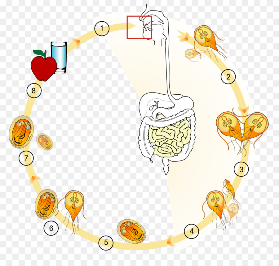 giardia duodenalis ciclo pinworm hogyan ne fertőződjön meg