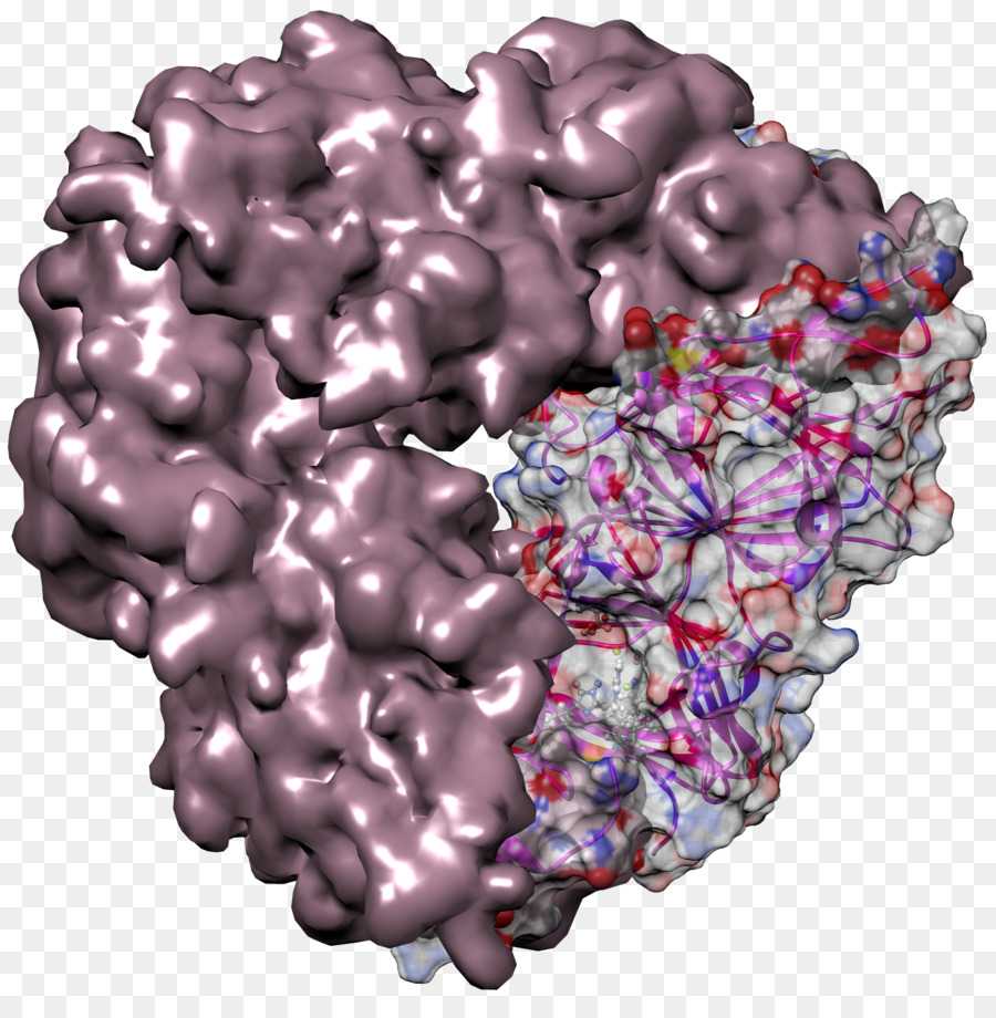 Globulin，Protein Darah PNG