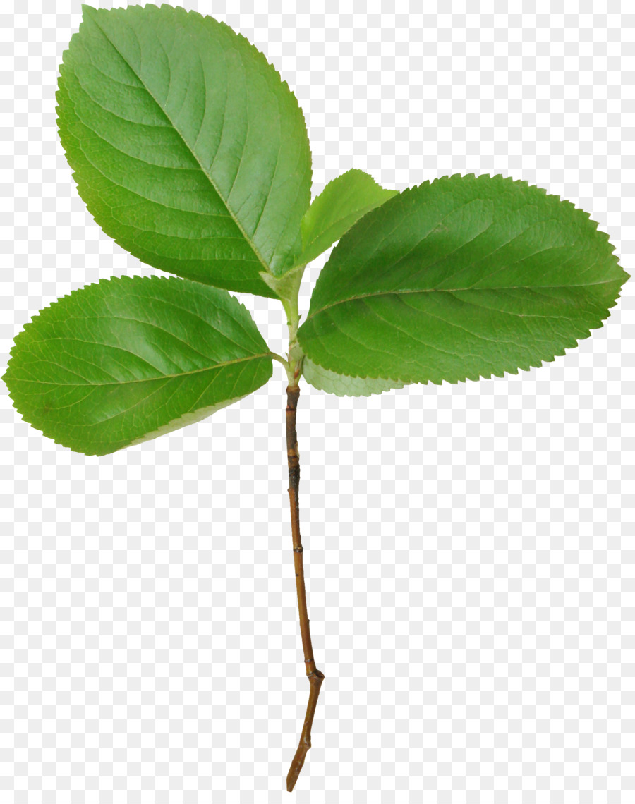 Daun，Hijau PNG