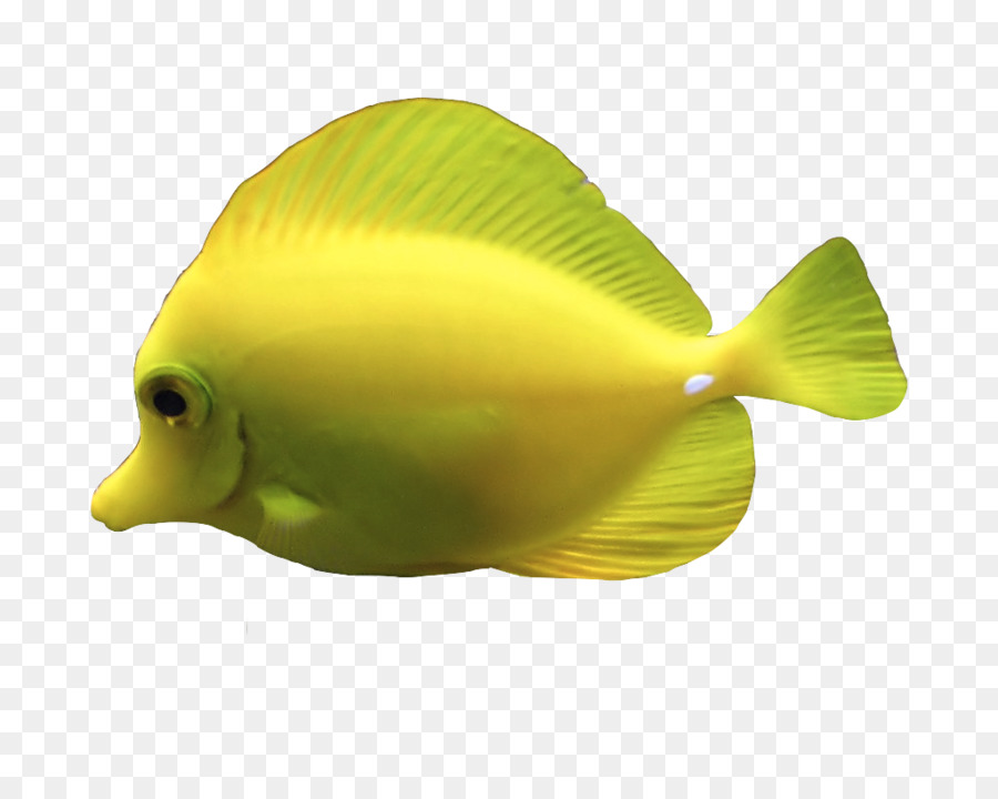 Ikan，Ubur Ubur PNG
