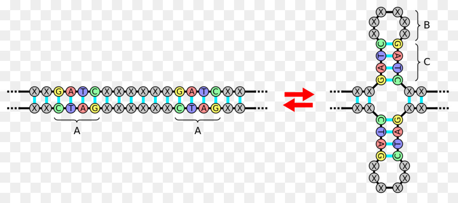 Palindromic Urutan，Palindrom PNG