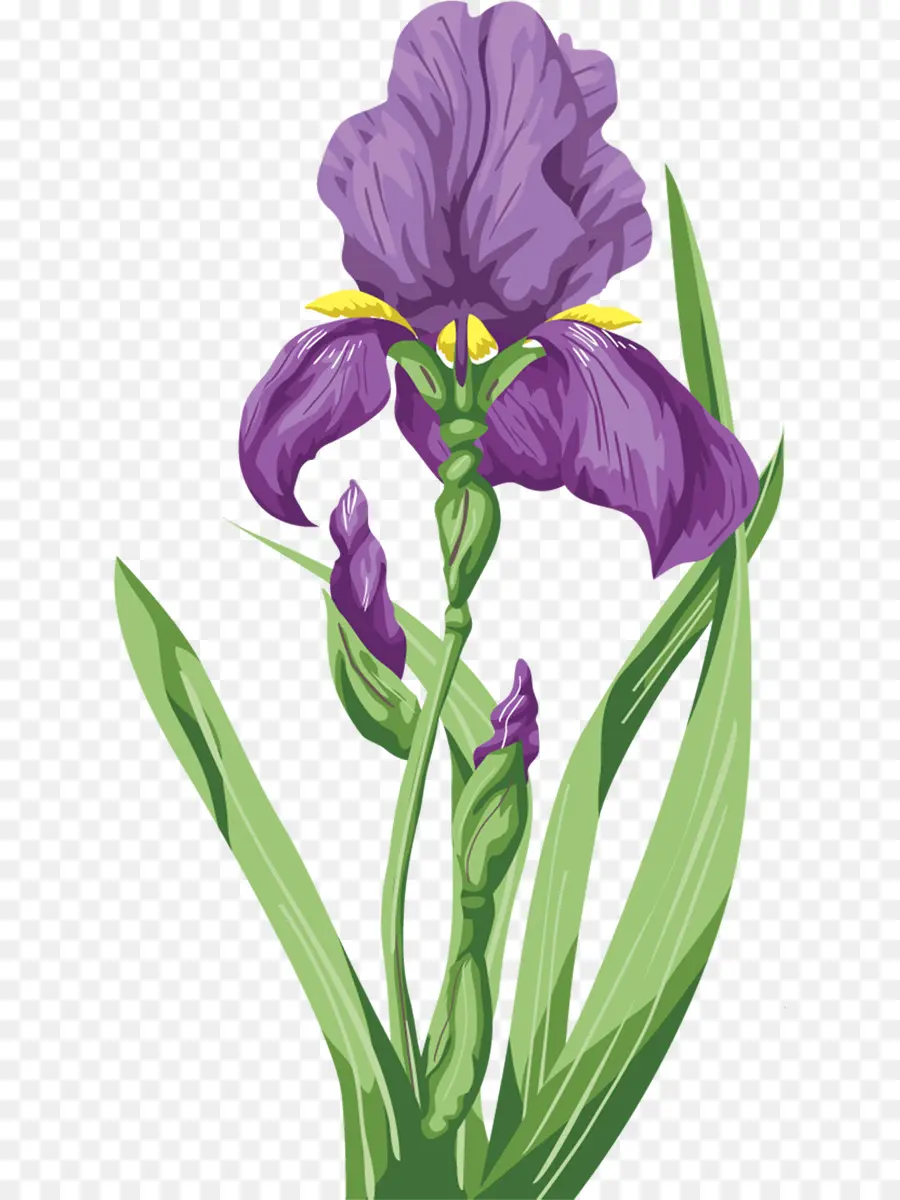 Iris，Bunga PNG