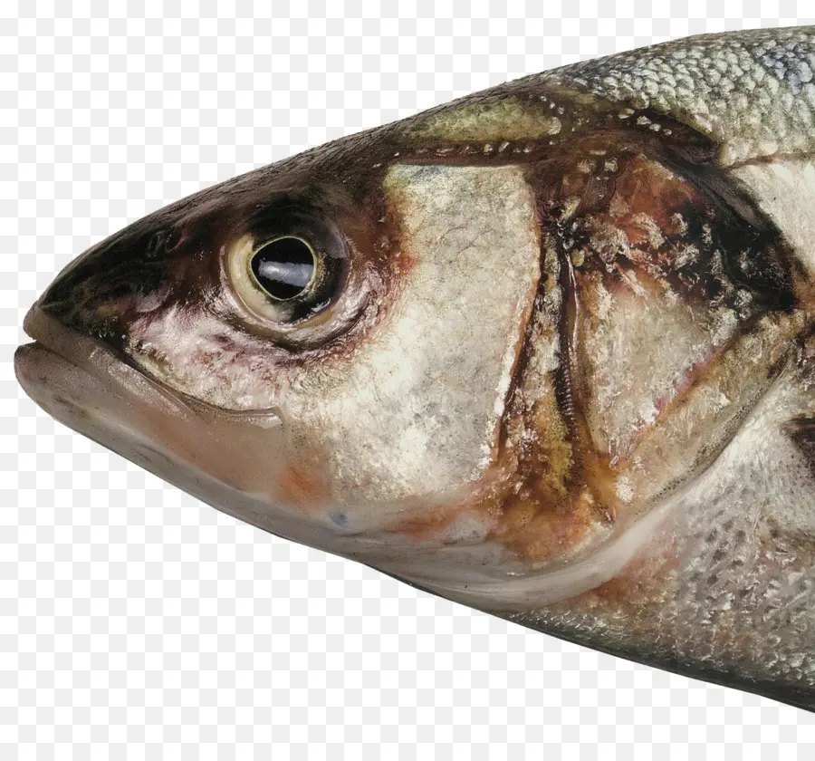 Ikan，Kepala PNG