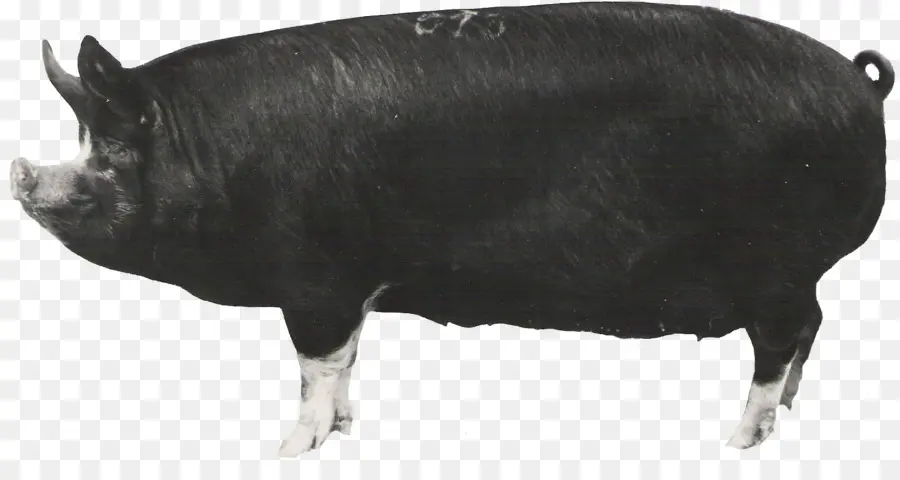 Babi，Ternak PNG