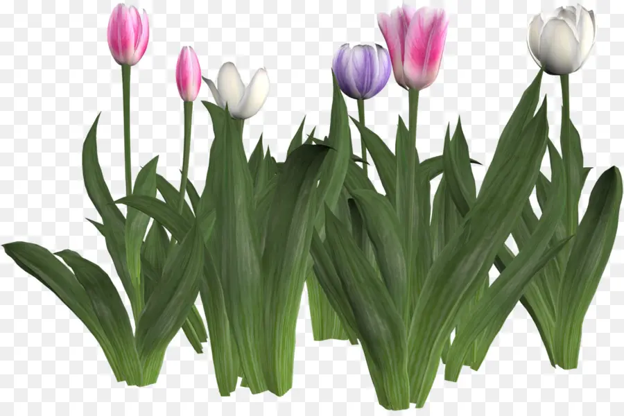 Tulip，Daun Daun PNG