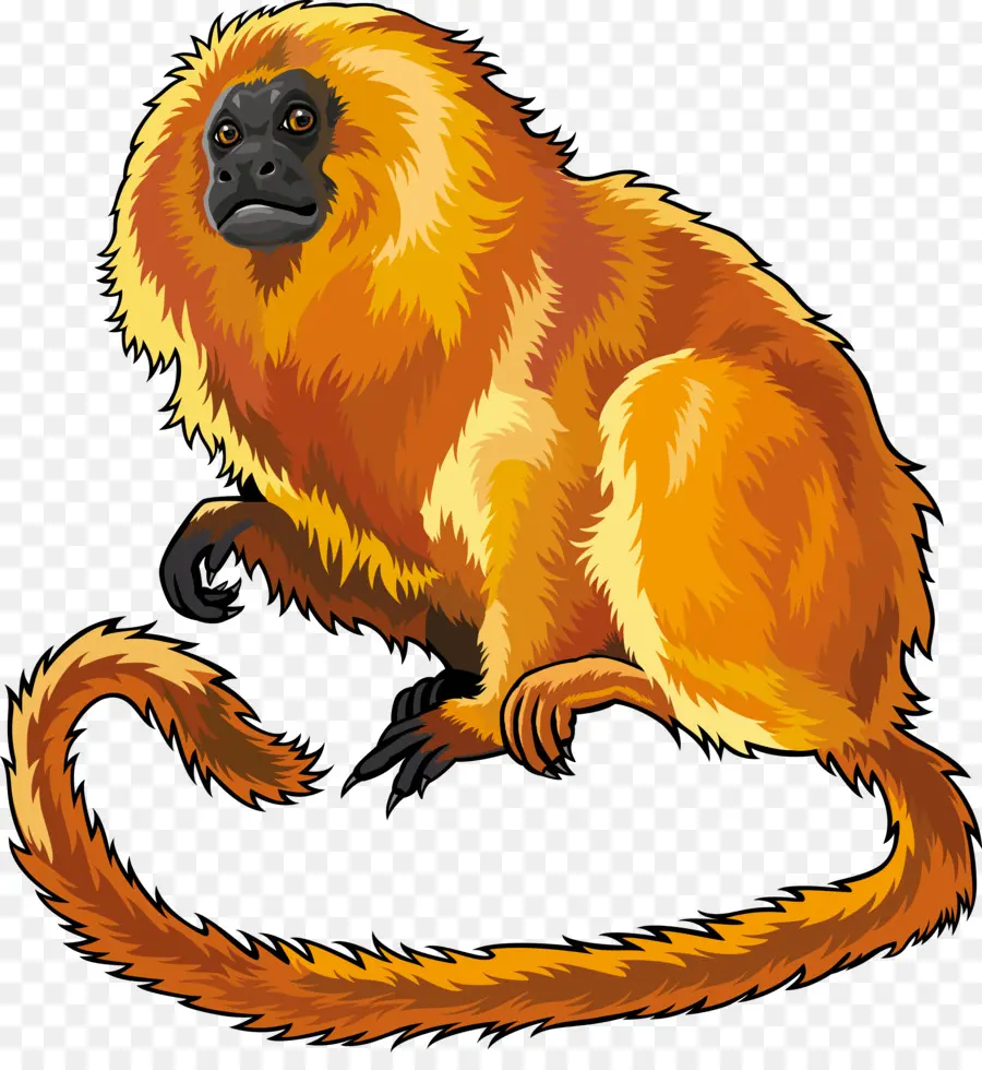 Tamarin Singa Emas，Gambar PNG