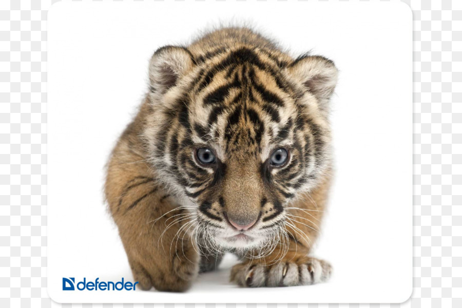 Anak Harimau，Imut Imut PNG