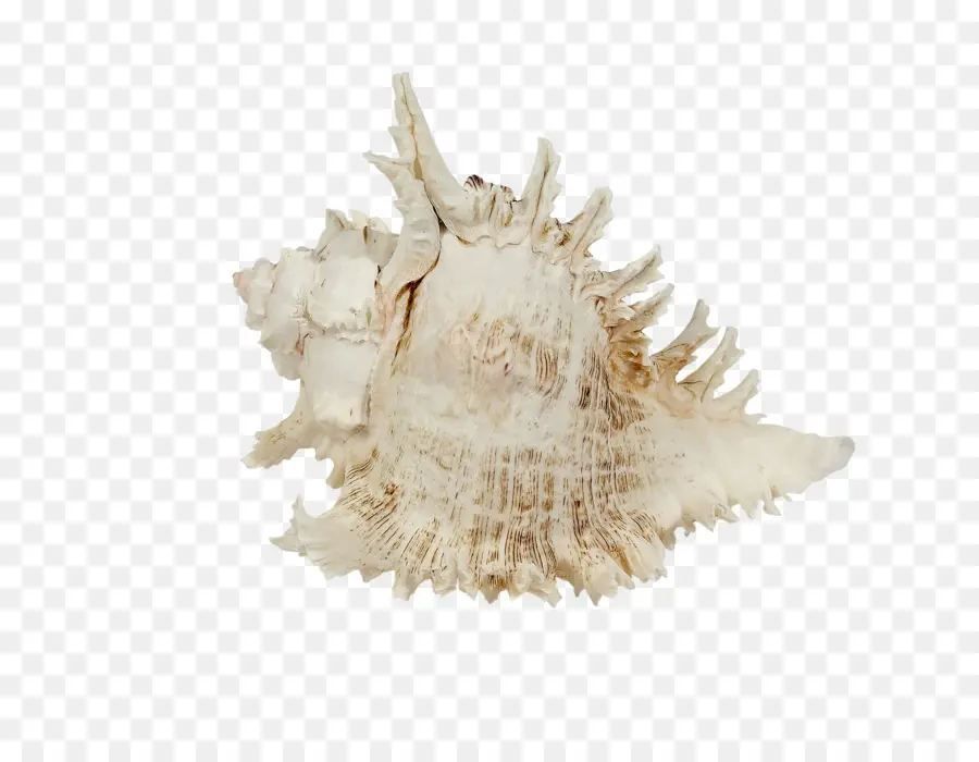 Kerang，Murex PNG