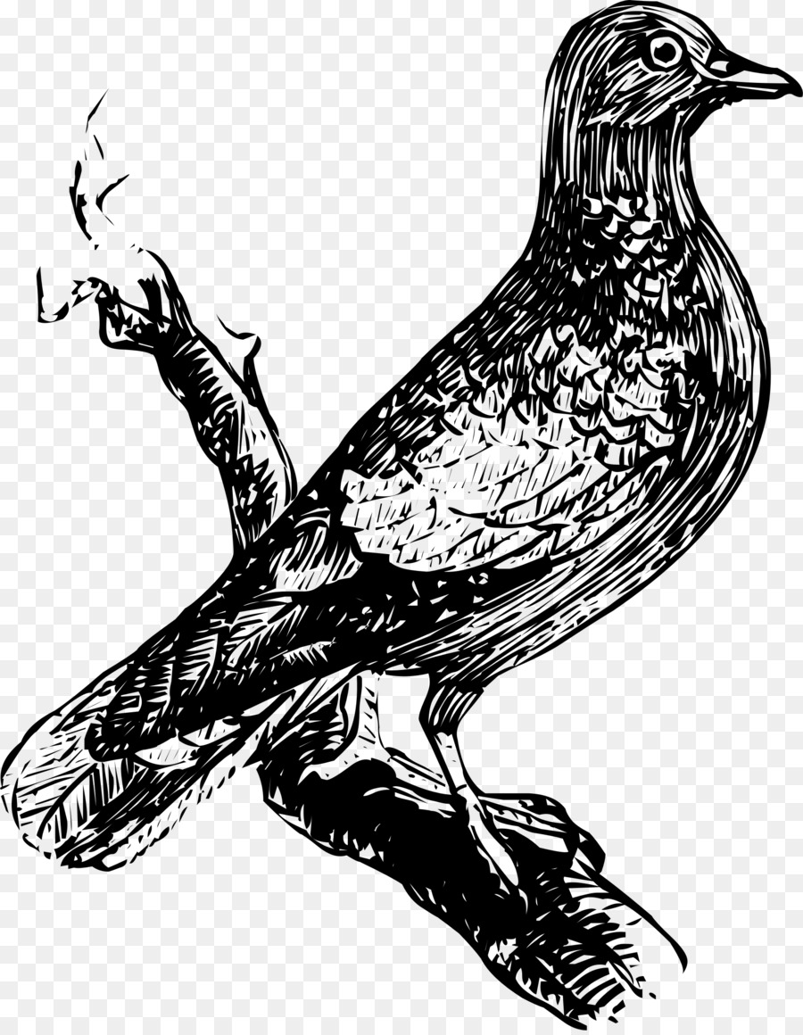 Burung，Gambar PNG