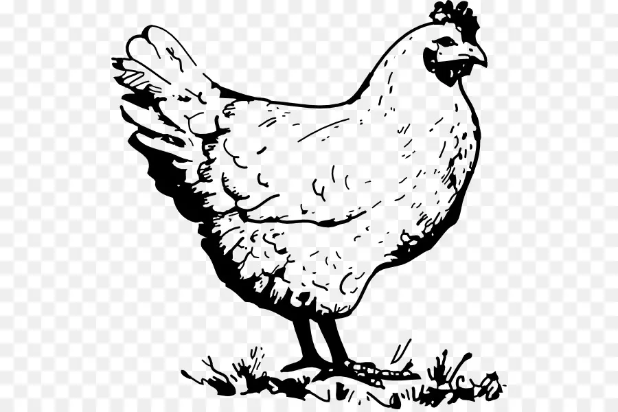 Ayam，Gambar PNG