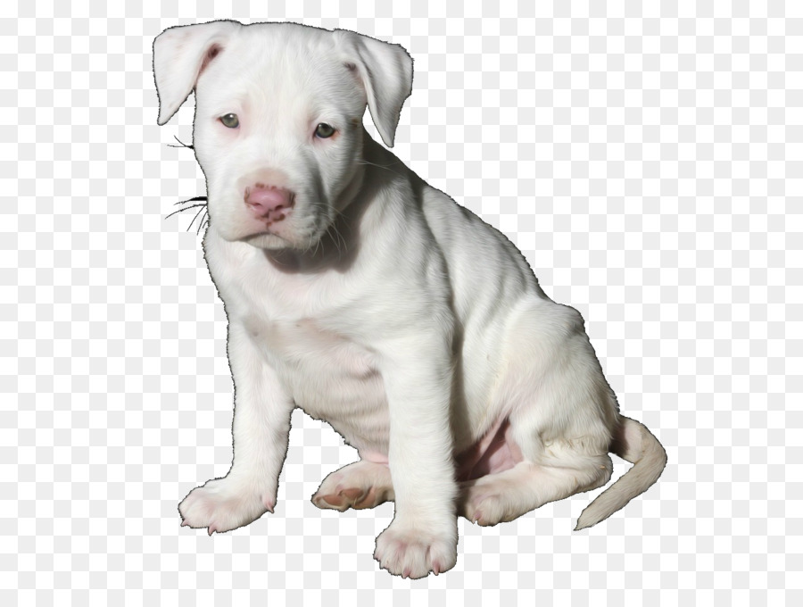 Pit Bull American Pit Bull Terrier Pengganggu Amerika Gambar Png