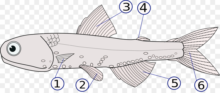 Diagram Ikan，Ikan PNG