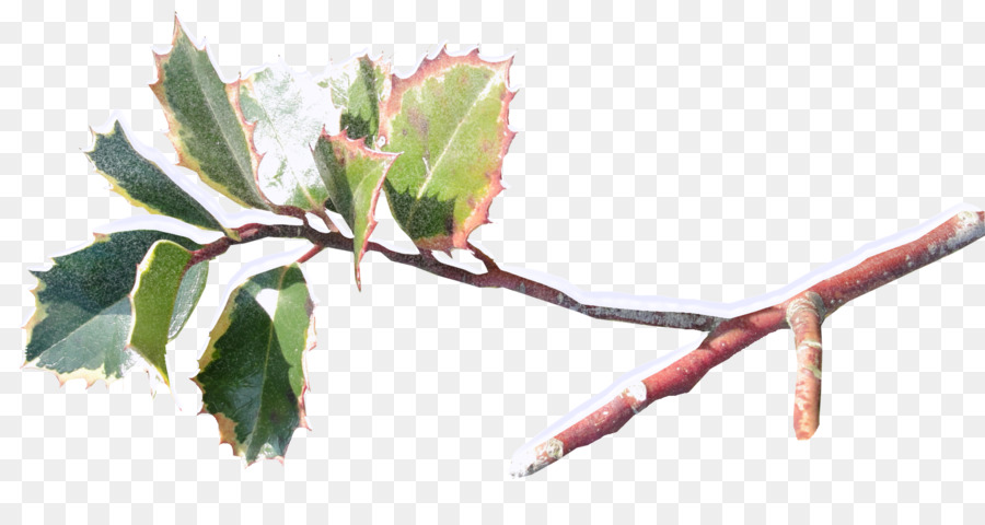 Tanaman，Ilex Cornuta PNG