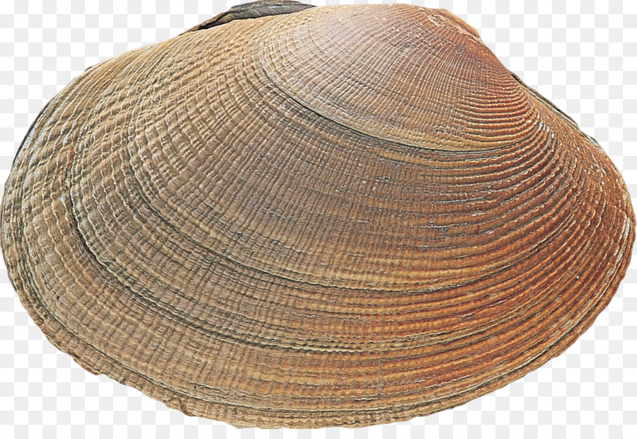 Kerang，Kerut PNG