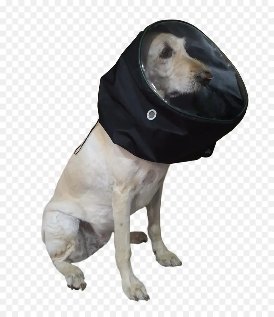 Anjing，Helm PNG