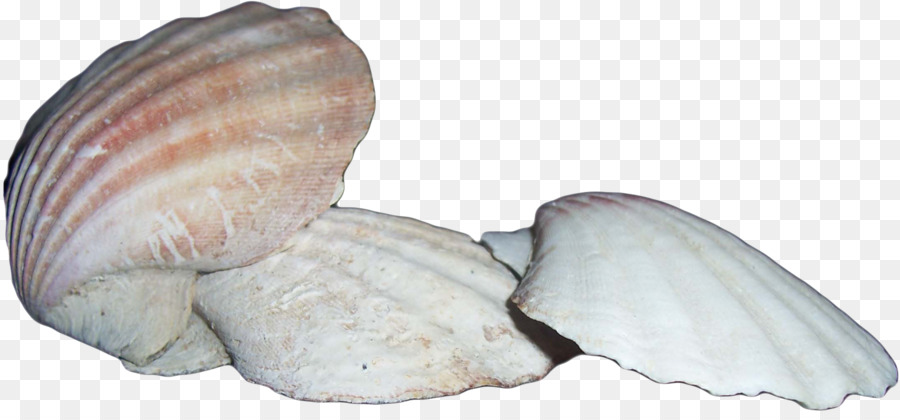 Kerang，Tiram PNG