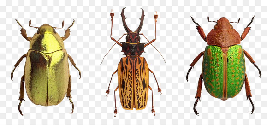 Kumbang Berwarna Warni，Bug PNG