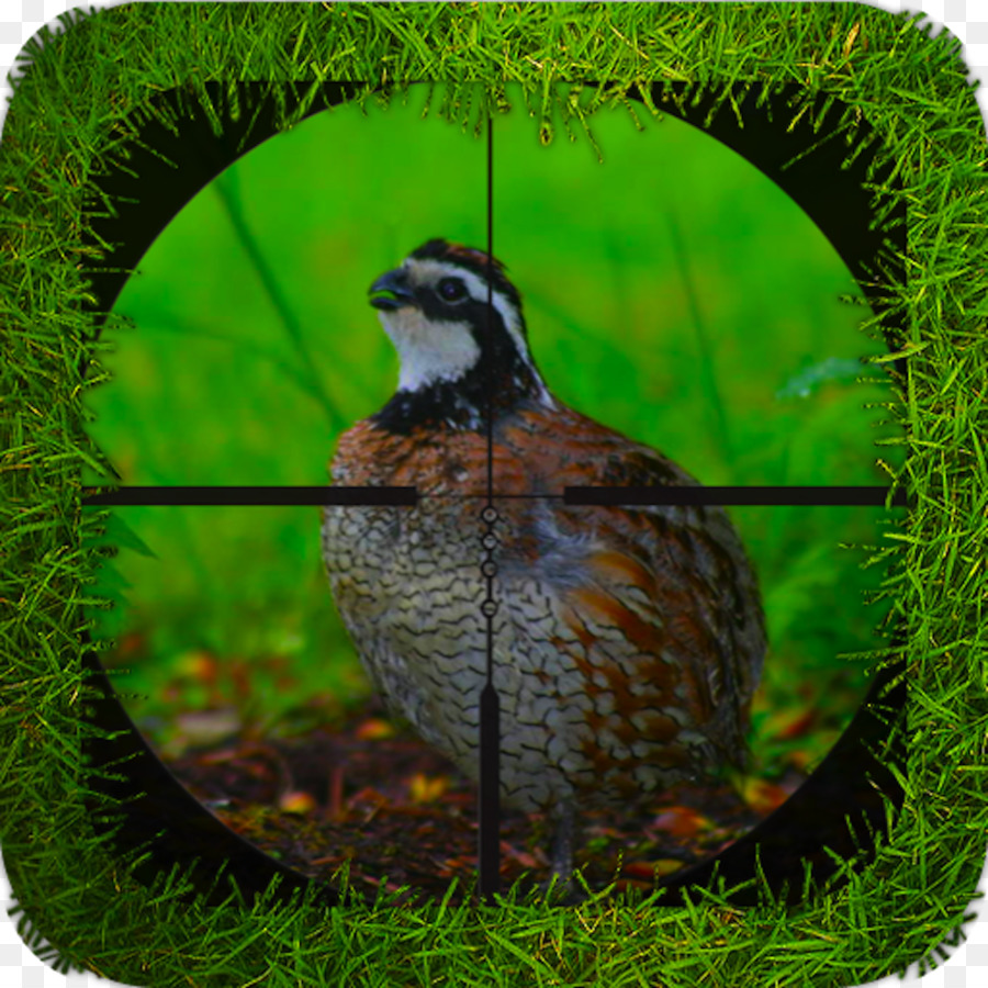 Burung，Galliformes PNG