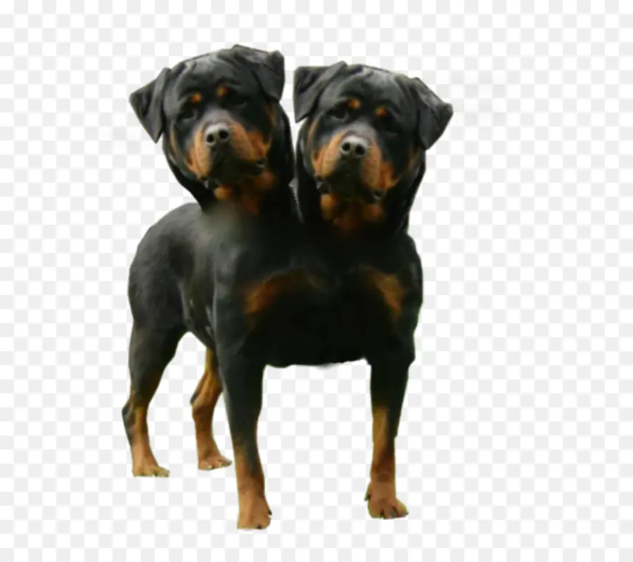 Anjing Berkepala Dua，Rottweiler PNG