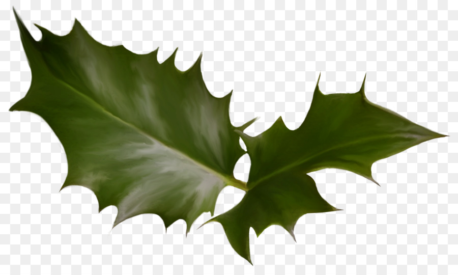 Daun Holly，Daun Daun PNG