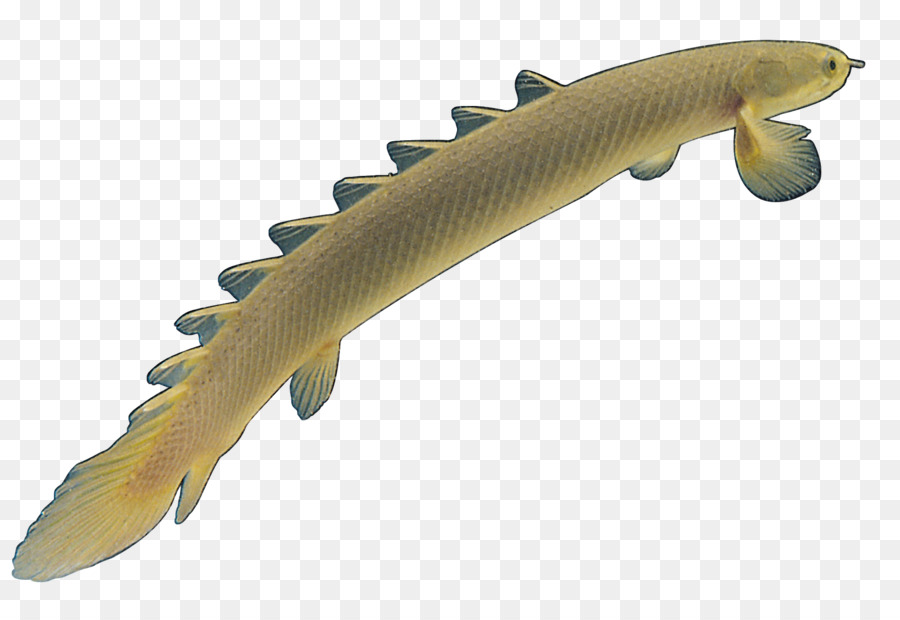 Ikan Mas，Ikan PNG
