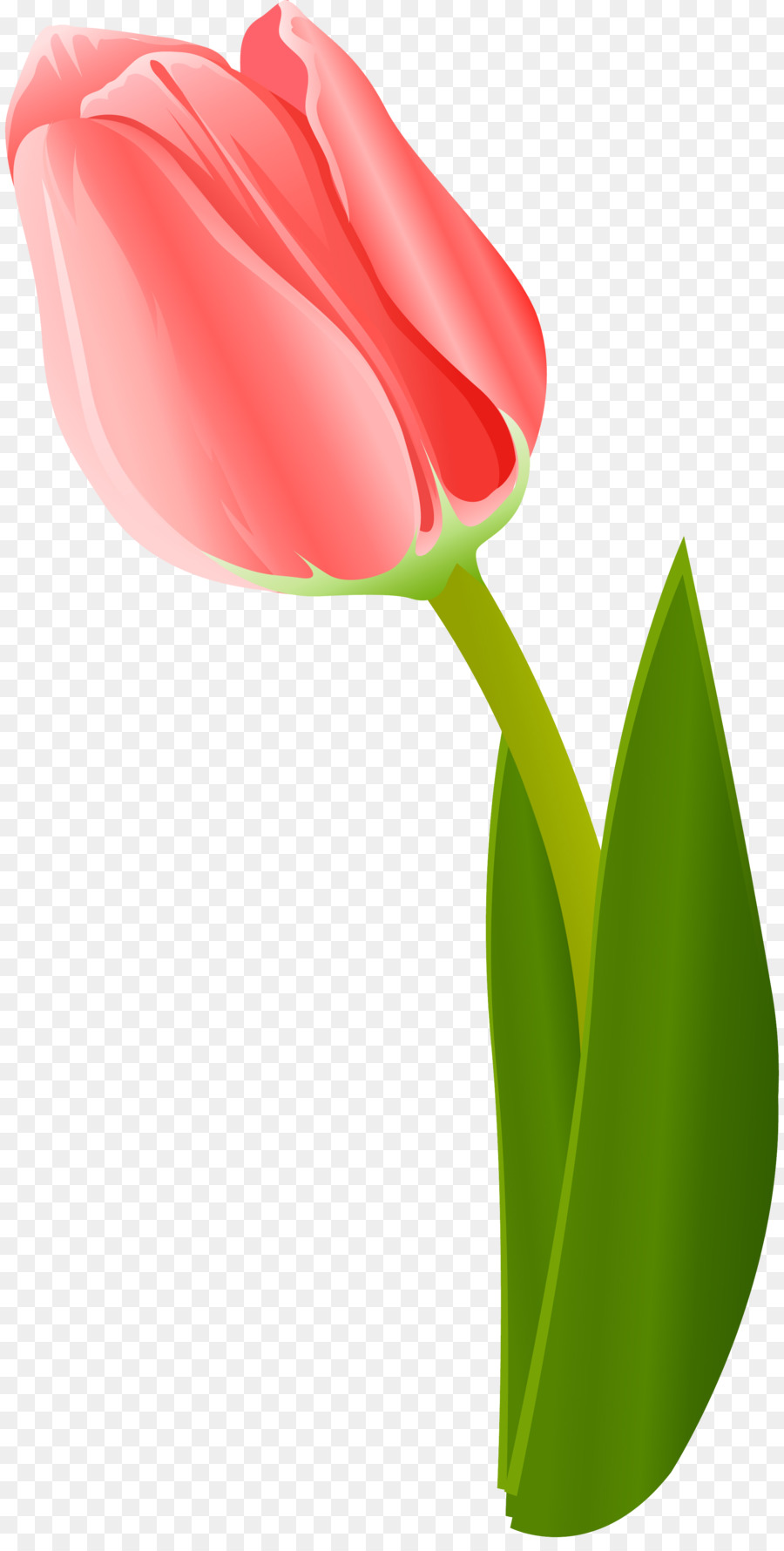 Tulip Merah，Tangkai PNG