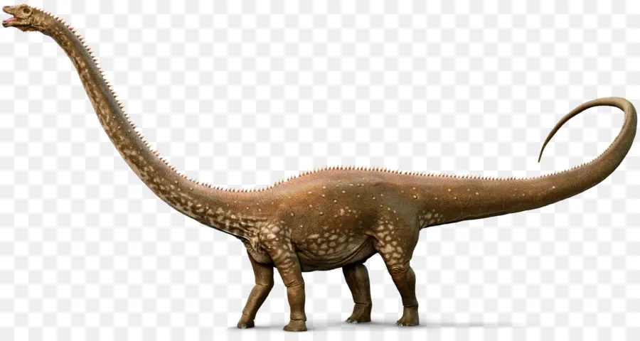 Diplodocus，Apatosaurus PNG