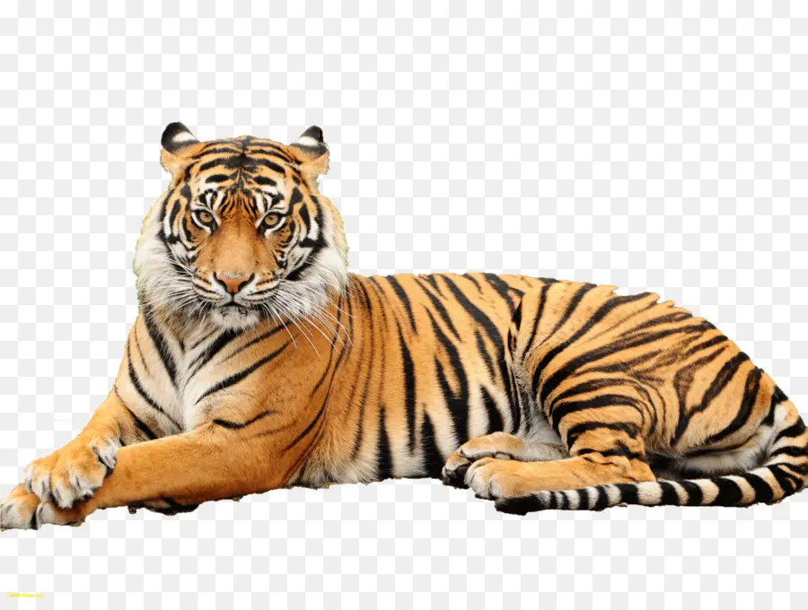 Harimau，Kucing Besar PNG