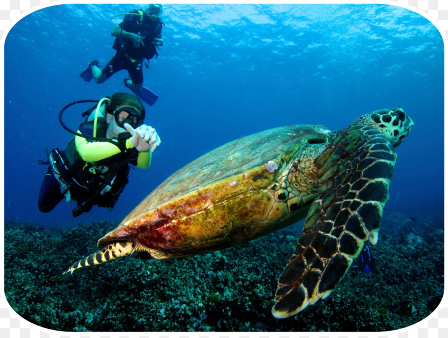 Provinsi Phuket，Similan Kepulauan PNG