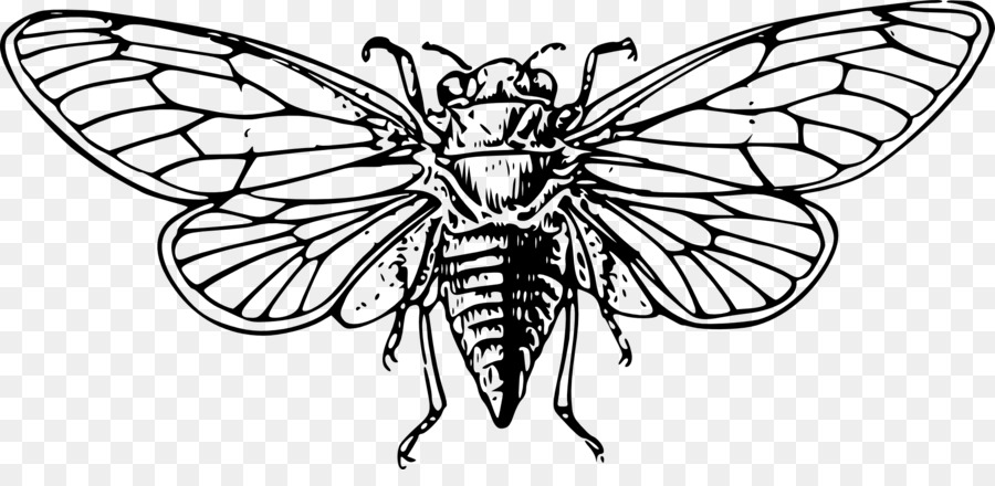 Cicadas，Serangga PNG