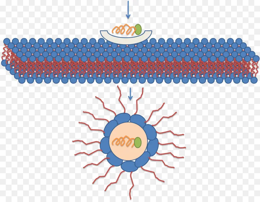 Misel，Peptida Selpenetrating PNG