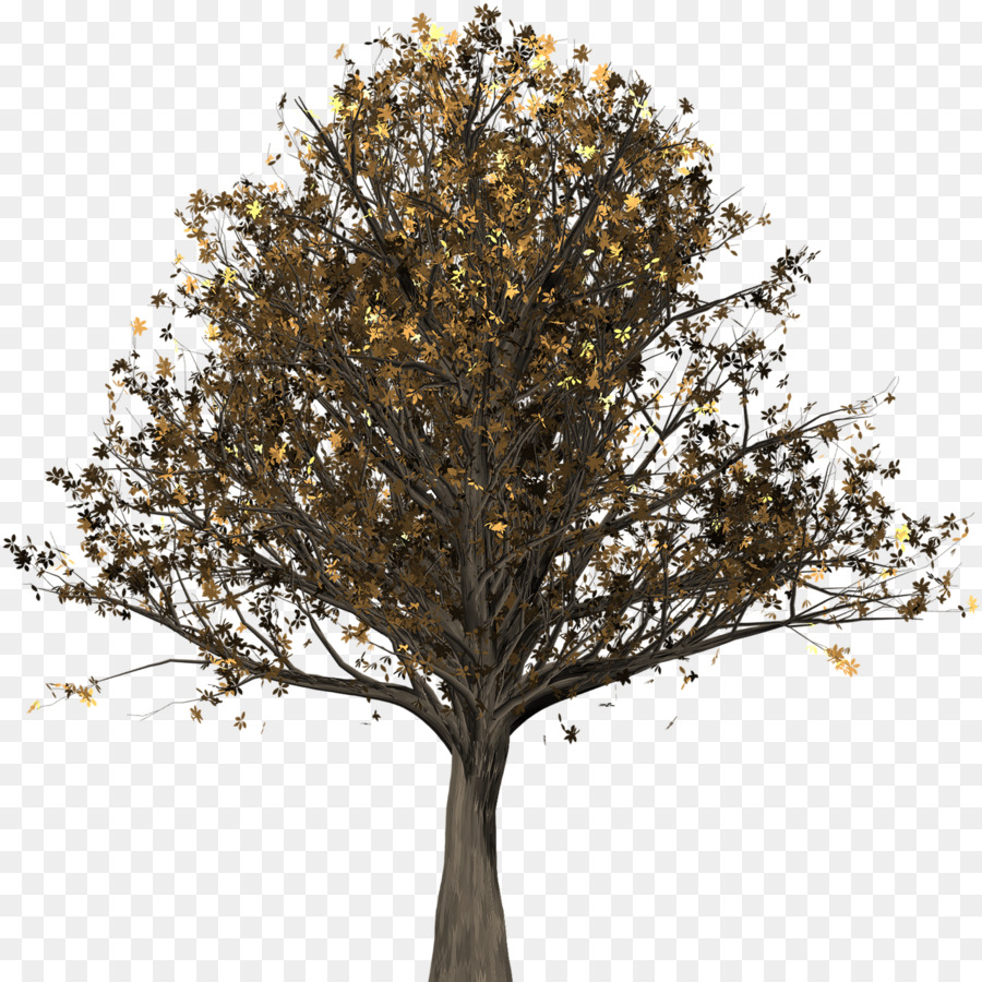 Pohon，Oak Inggris PNG