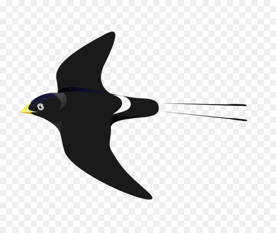 Blue Bird，Penerbangan PNG