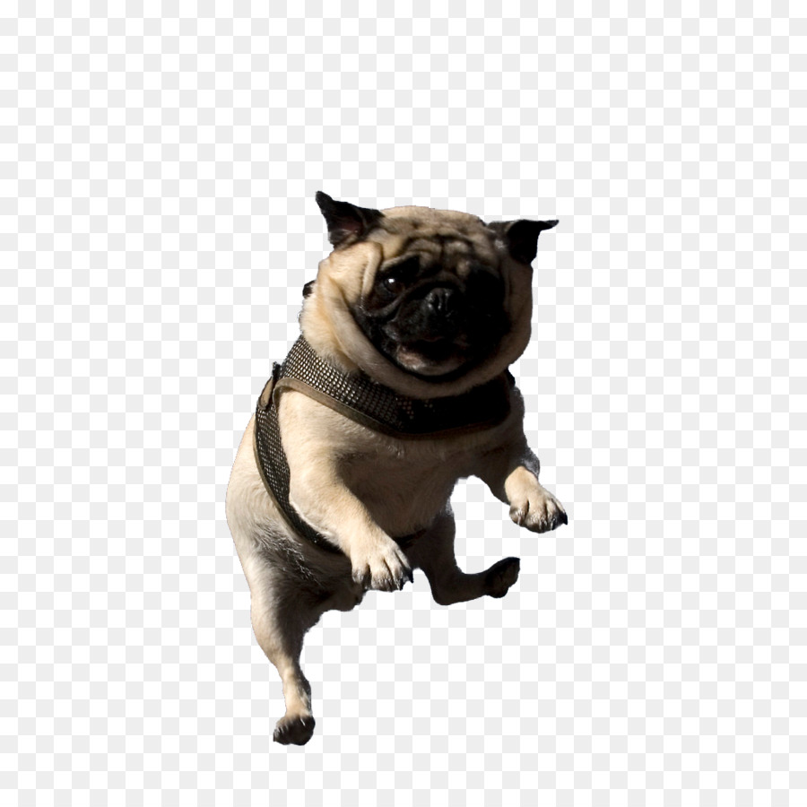 Pug，Canidae PNG