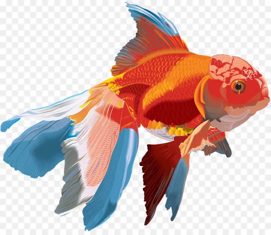 Ikan Mas，Lukisan Cat Air PNG