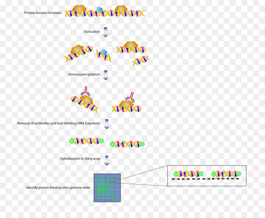 Diagram Dna，Genetika PNG