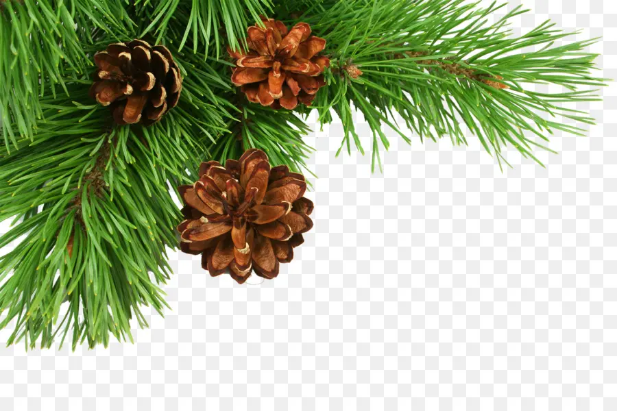 Natal，Pinus PNG