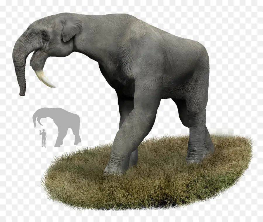 Gajah，Raksasa PNG